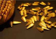 “Kim qua tử” là bảo bối gì mà khiến phi tần Trung Hoa phấn khích khi nhận được?