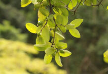 “Thuốc chữa tiêu chảy tự nhiên” từ búp ổi non