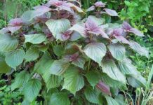 Uống nước lá tía tô có tác dụng và tác hại đối với sức khỏe như thế nào?