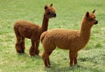 Lần đầu phát hiện cúm gia cầm H5N1 ở lạc đà tại Mỹ