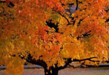 Lý giải hiện tượng lá cây đổi màu vào mùa thu