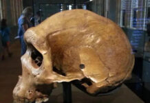 Tại sao lại có lỗ đạn xuất hiện trên các hộp sọ tiền sử?