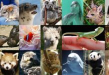 Những loài động vật nhỏ đáng yêu nhất trên thế giới