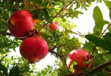 Giữa lăng mộ Tần Thủy Hoàng chỉ có duy nhất một loài cây tươi xanh, sai trĩu quả nhưng không ai dám ăn