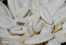 Tác dụng của vị thuốc từ mai mực không phải ai cũng biết