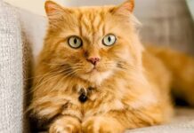 Mèo cam là mèo gì? Tại sao một số con mèo lại có màu cam?