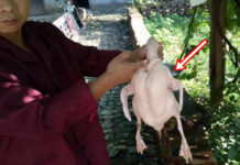 Mổ vịt bất ngờ đụng trúng “vật thể lạ trong suốt”, tưởng đồ bỏ hóa ra giá hơn 300 tỷ