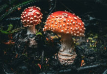 Những độc tố tự nhiên cần đề phòng