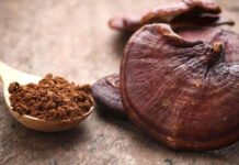 Việt Nam có 1 loại “nấm trường thọ” chứa hơn 400 dưỡng chất quý giá