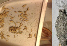 ‘Chiếc túi’ bầu dục trên tường nhà này là gì? Có nguy hiểm không?