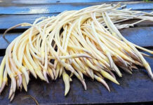 Bạn có biết: Ngó sen là bộ phận nào của cây sen?