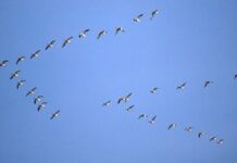 Bạn học được gì từ loài ngỗng