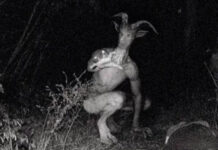 Xôn xao trước những hình ảnh về “quái vật Người Dê” bí ẩn