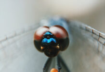 VIEW CHUỒN CHUỒN