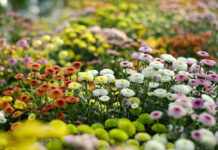 TẾT THÌ CŨNG VẪN TẾT THÔI