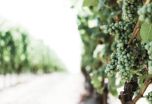 XIN CÔ ĐỪNG BỎ CON