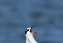 Bệnh phàn nàn và cách chữa