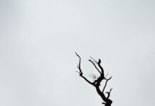 TỪ NHỮNG VỤ ĐỘT TỬ CỦA STARTUP