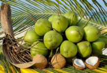 16 lý do để uống nước dừa