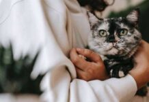 Thể chất và tinh thần của bạn được lợi gì khi nuôi mèo?