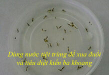 Cách xử lý vết thương do kiến ba khoang gây ra đơn giản mà nhanh