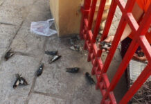 Những lầm tưởng về phóng sinh không phải ai cũng biết