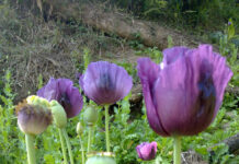 Phân tích chất chống ung thư có trong cây thuốc phiện