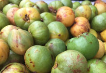 Bất ngờ với những tác dụng của quả bứa