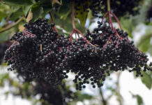 Loại quả là “vắc xin chống cúm” tự nhiên, giúp tăng cường miễn dịch và chống oxy hoá mạnh mẽ