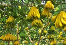 Mách bạn cách chọn phật thủ thờ để phát lộc cả năm