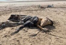 Bí ẩn xác “quái vật” dài 4,5m dạt vào bờ, dân mạng tranh luận kịch liệt về danh tính sinh vật vì mãi vẫn không nhìn ra nó là gì