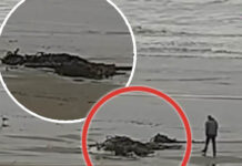 Vật thể lạ nghi là quái vật biển xuất hiện trên bờ biển Mỹ