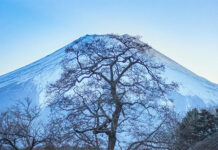 Tại sao quan sát cây cối gần núi lửa là phương án ảnh báo sớm nguy hiểm tuyệt vời