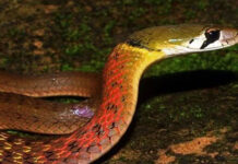Rắn cổ đỏ là rắn gì, có độc không?
