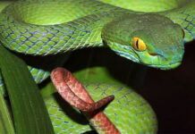 Bị rắn độc cắn, những điều nên và không nên làm để tránh nguy hiểm