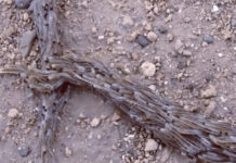 Vào rừng thám hiểm, chuyên gia đụng độ “rắn nghìn chân”: Nhìn kỹ, ai nấy đều sởn gai ốc!