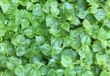 Những lợi ích ít ai biết của rau càng cua