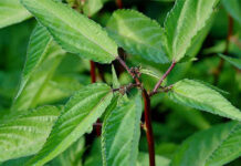 Loại rau mùa hè trong mâm cơm gia đình được ví như “sâm cho người nghèo”