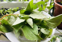 Loại lá vị tanh nồng là “thuốc hạ đường huyết” cực nhạy, mọc đầy ở bờ ruộng của người Việt