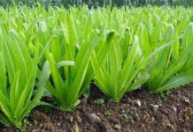 Loại rau giàu canxi hơn cả sữa, ăn sống hay chín đều tốt cả