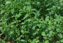 Loại lá từng là cỏ mọc hoang, nay quý như “đặc sản”: Giàu vitamin, chống ung thư, tiểu đường hiệu quả