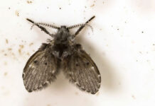 Hành động đập ruồi muỗi đậu trên cơ thể có thể khiến bạn phải “trả giá đắt”