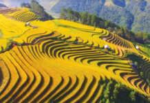 Ruộng bậc thang là gì? Ruộng bậc thang thường được làm ở đâu?