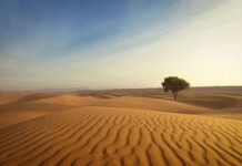 Có gì ở sa mạc “đắt” nhất Trung Quốc, muốn đổi 1kg gạo lấy 1kg cát cũng không được?