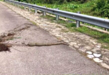 Sinh vật lạ bò trườn sang đường khiến du khách “đứng hình”, đến nay danh tính vẫn là một ẩn số