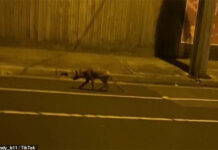 Người dân hoảng hốt khi thấy sinh vật lạ xuất hiện trên đường phố Australia