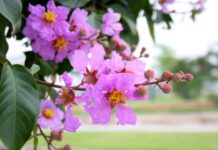 Sự tích hoa Bằng Lăng