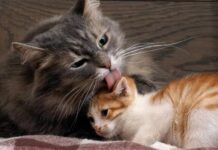 Tại sao mèo thích liếm nhau?