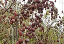 Lợi ích tuyệt vời của táo đỏ Tân Cương bạn nên biết