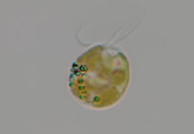 Phát hiện protein lớn nhất trong tự nhiên